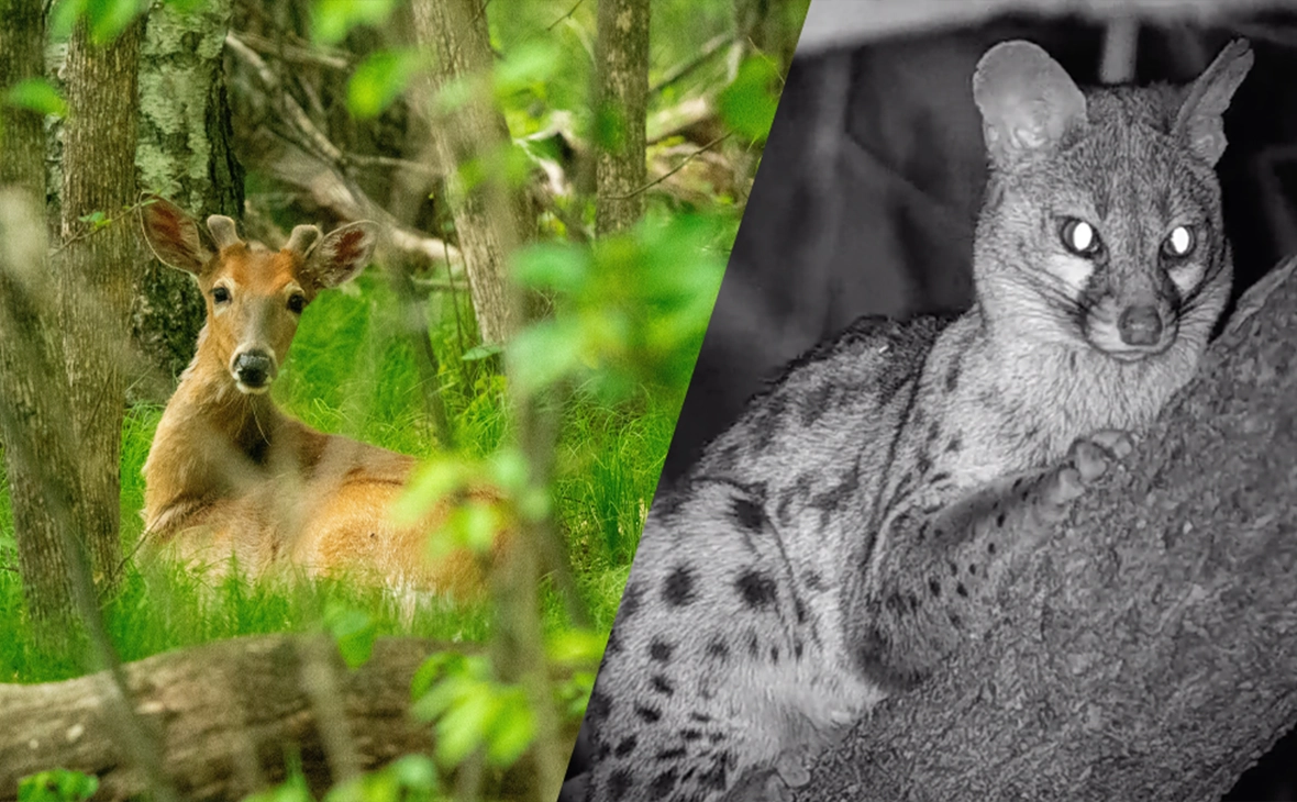 日中はカラー、夜間はモノクロ