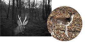 監視カメラ トロフィーカム｜Bushnell ブッシュネル